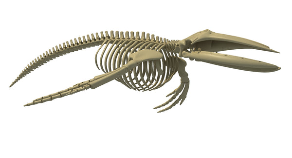 Humpback Whale Skeleton - 3d Models – 3d Horse