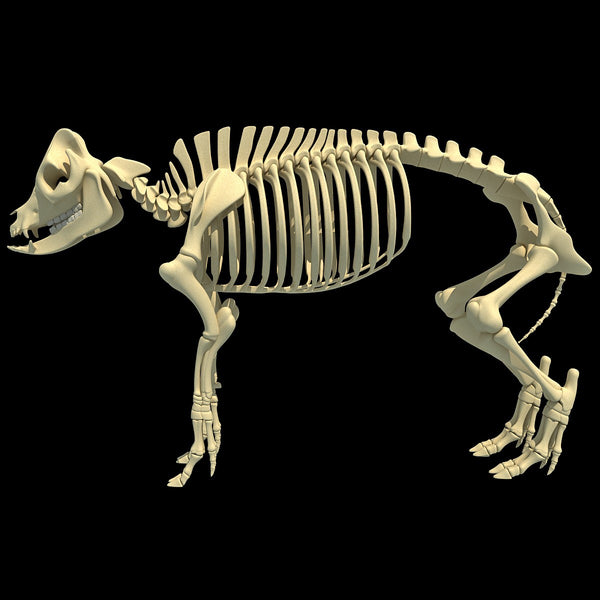 Pig Skeleton – 3d Horse