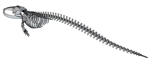 Fin Whale Skeleton - 3d Models – 3d Horse