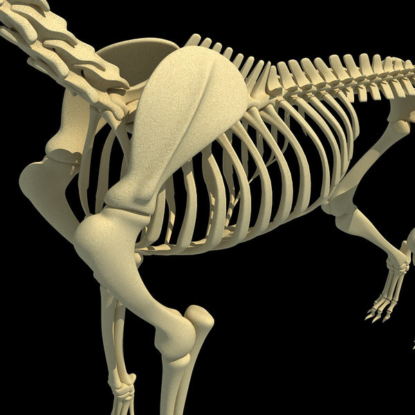 3D Animal Skeletons Models – 3D Horse