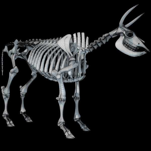 Animal 3D Models | Cow Skeleton – 3D Horse