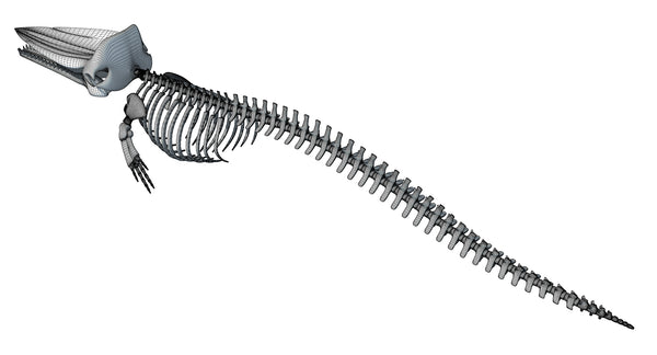 Sperm Whale Skeleton - 3D Models – 3D Horse