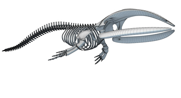 Right Whale Skeleton - 3D Animal Skeleton Models – 3D Horse