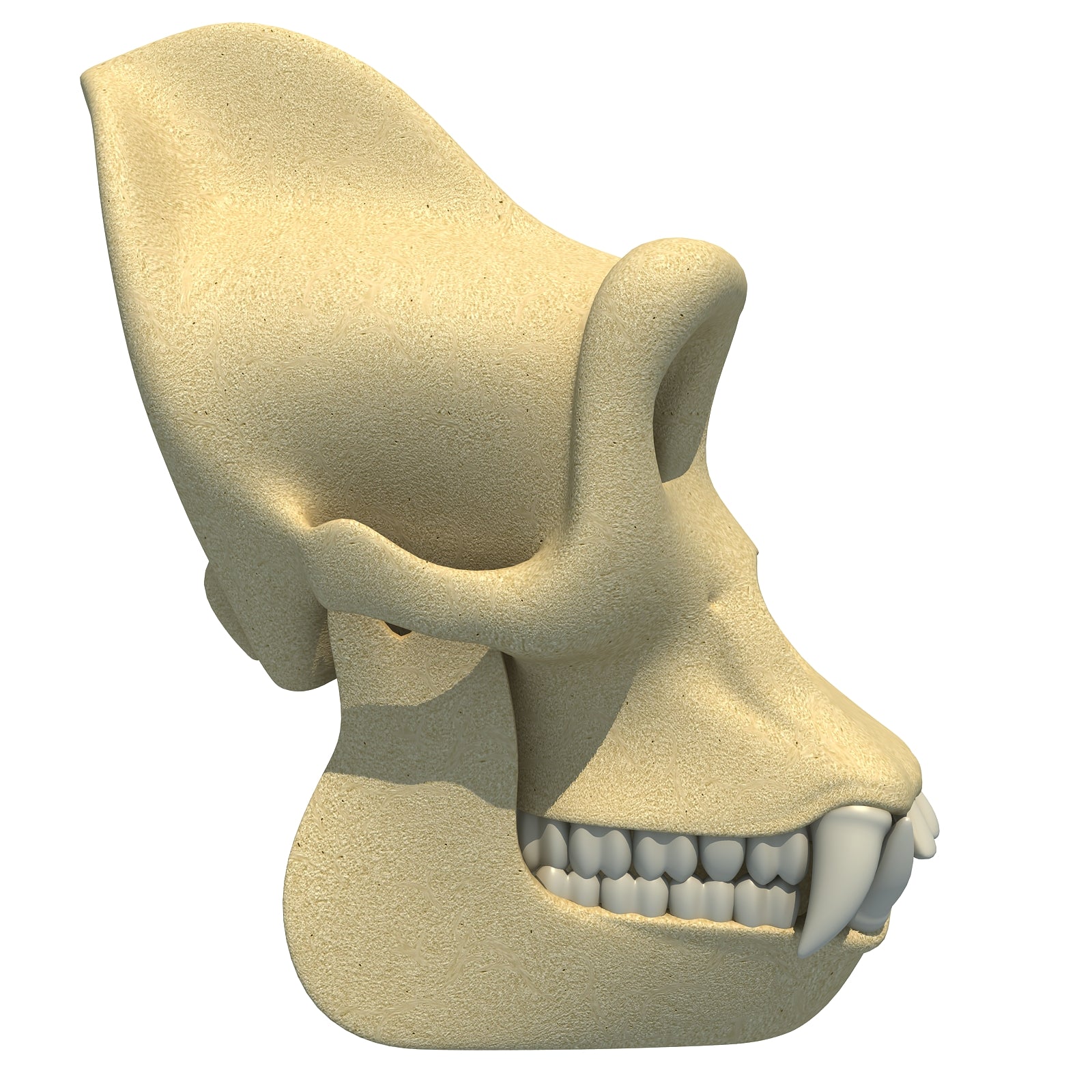 Gorilla Skull