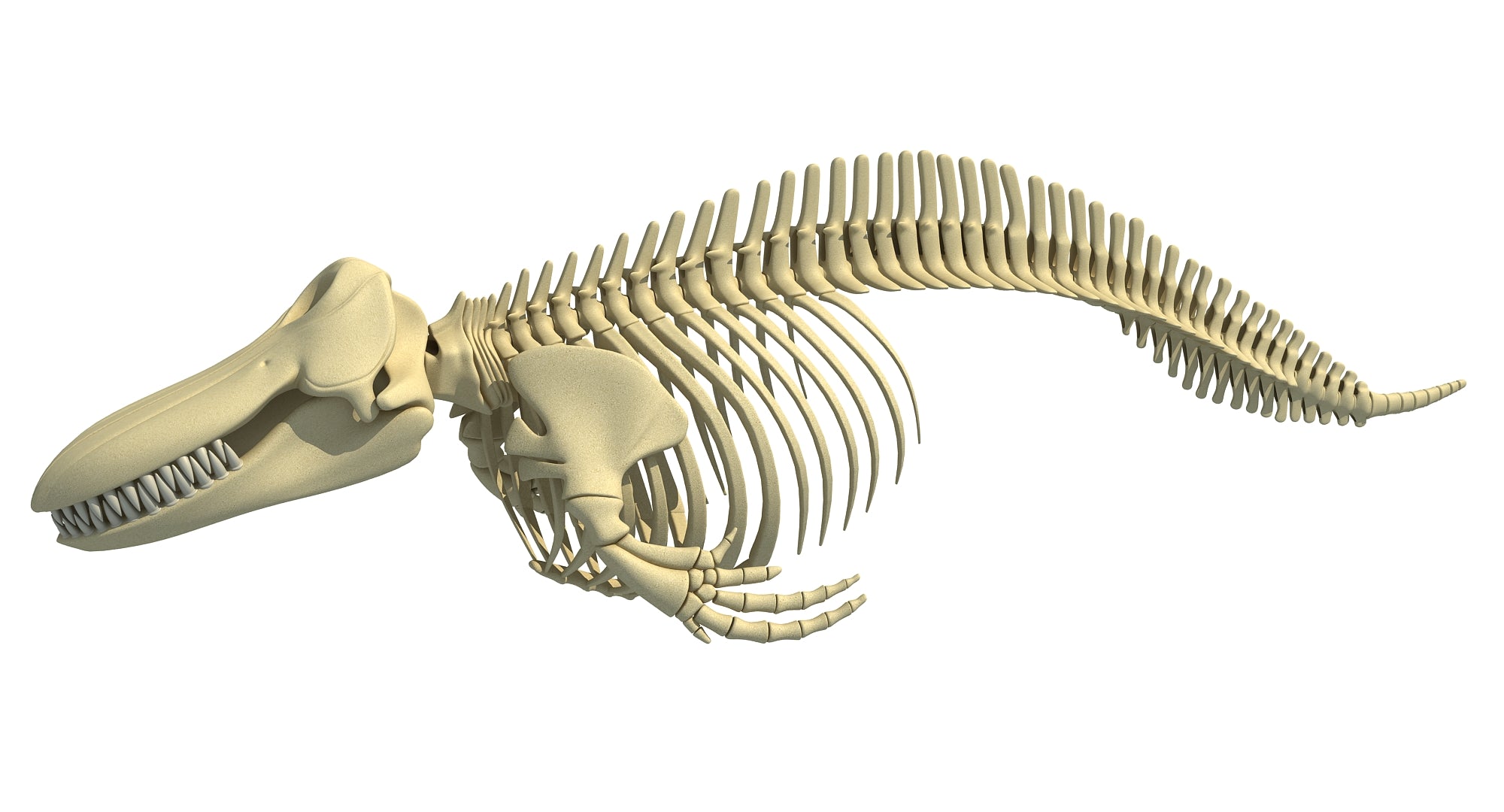Killer Whale Orca Skeleton