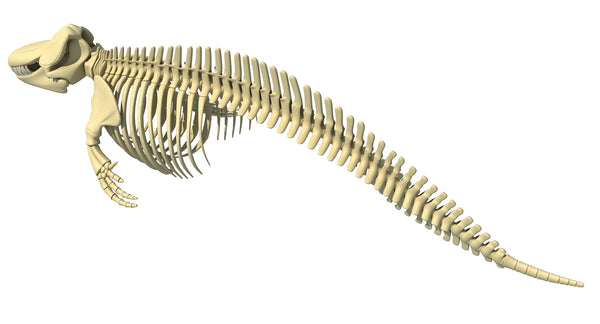 Killer Whale Orca 3D Skeleton Model – 3D Horse