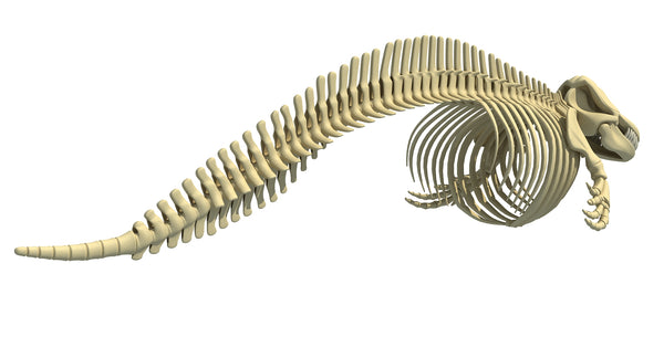 Killer Whale Orca 3D Skeleton Model – 3D Horse