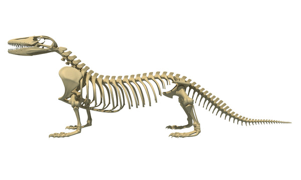 Komodo Dragon Skeleton - Animal 3D Models – 3D Horse