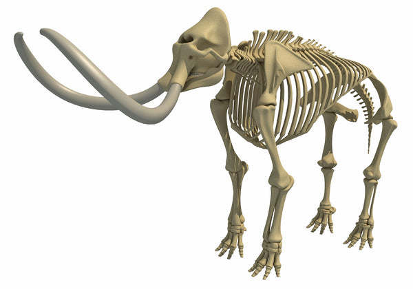 Mammoth Skeleton – 3D Horse