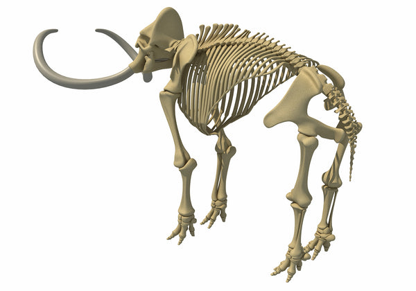 Mammoth Skeleton – 3D Horse