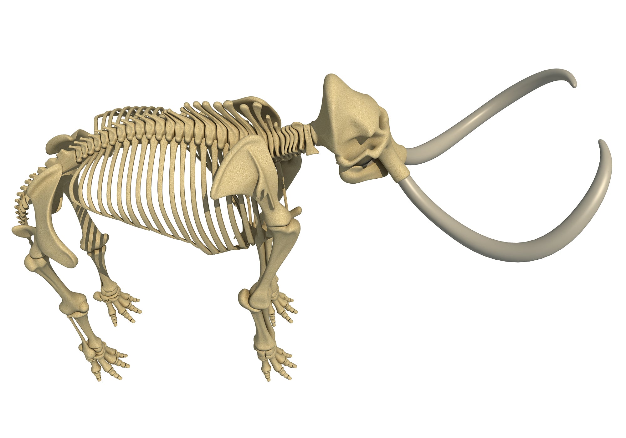 Mammoth Skeleton