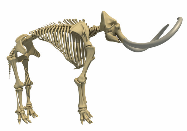 Mammoth Skeleton – 3D Horse