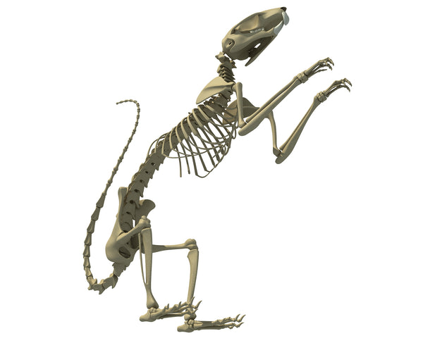 Squirrel Skeleton 3D Model – 3D Horse