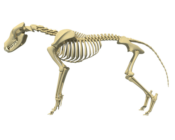 Wolf Skeleton 3D Model – 3D Horse