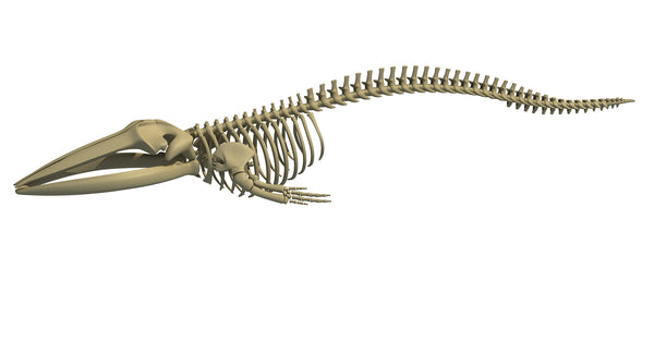 Fin Whale Skeleton - 3D Models – 3D Horse