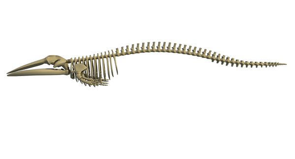 Fin Whale Skeleton - 3D Models – 3D Horse