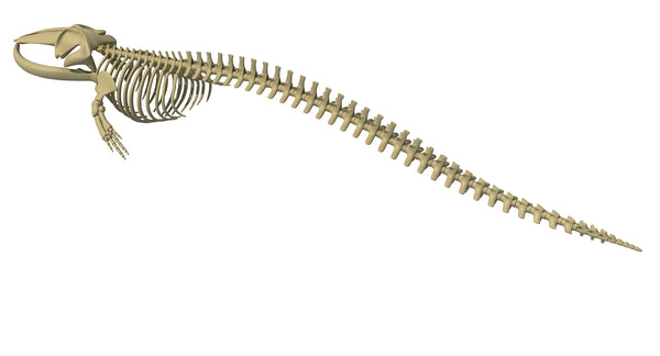 Fin Whale Skeleton - 3D Models – 3D Horse