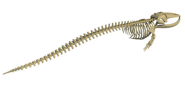 Fin Whale Skeleton - 3D Models – 3D Horse