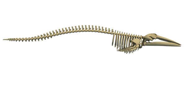 Fin Whale Skeleton - 3D Models – 3D Horse