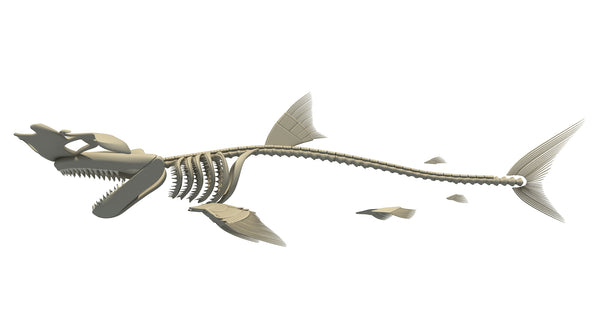 Hammerhead Shark Skeleton 3D Model – 3D Horse