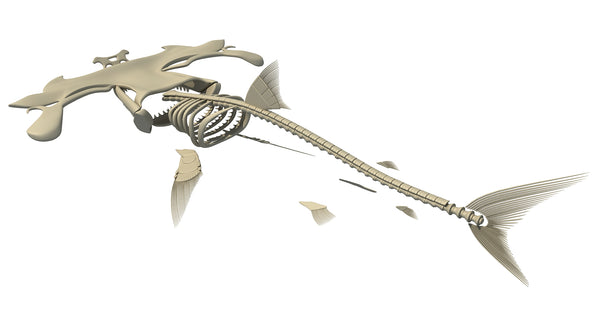 Hammerhead Shark Skeleton 3D Model – 3D Horse