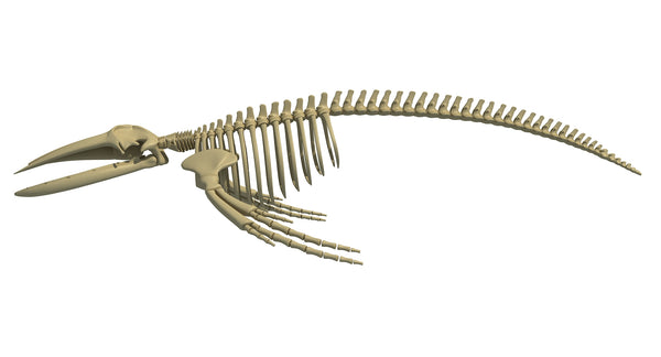 Humpback Whale Skeleton - 3D Models – 3D Horse