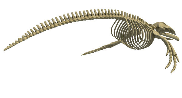 Humpback Whale Skeleton - 3D Models – 3D Horse