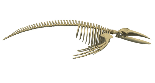 Humpback Whale Skeleton - 3D Models – 3D Horse