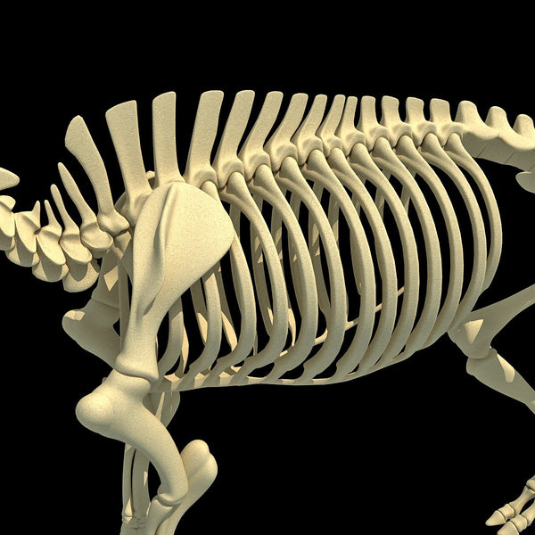 Pig Skeleton – 3D Horse