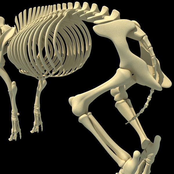 Pig Skeleton – 3D Horse