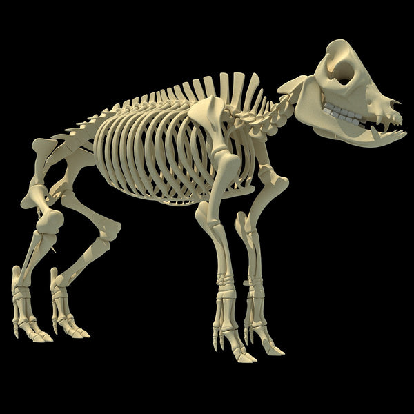 Pig Skeleton – 3D Horse