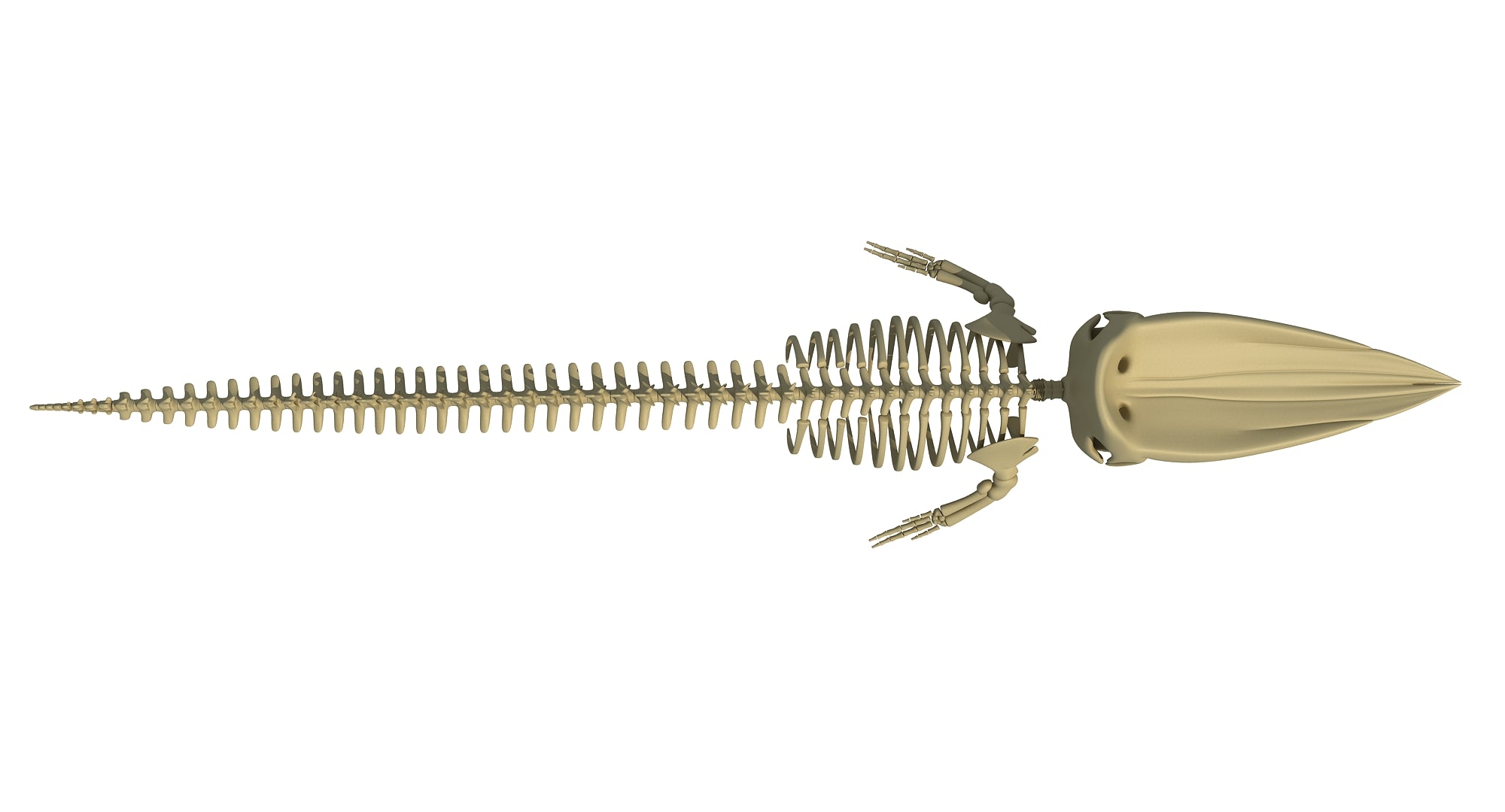 Sperm Whale Skeleton