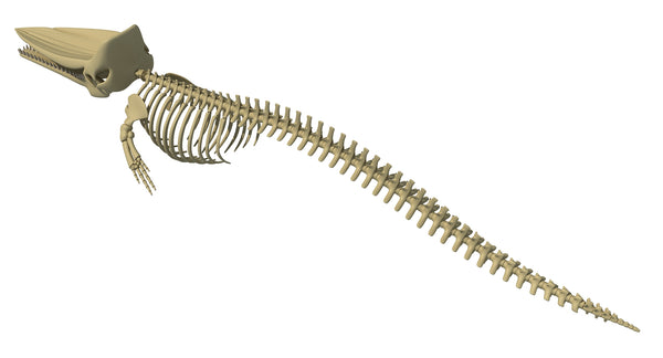 Sperm Whale Skeleton - 3D Models – 3D Horse