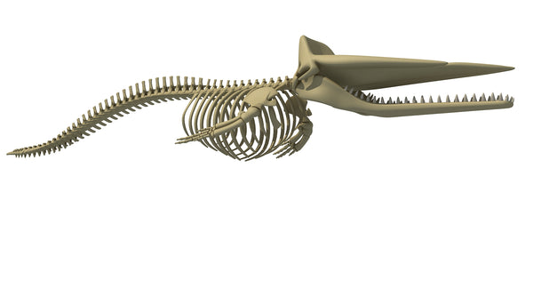 Sperm Whale Skeleton - 3d Models – 3d Horse