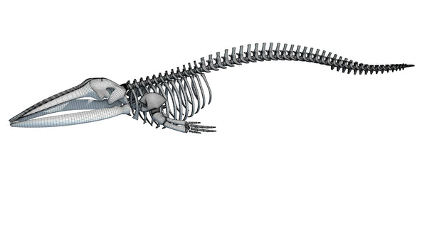 Fin Whale Skeleton - 3D Models – 3D Horse