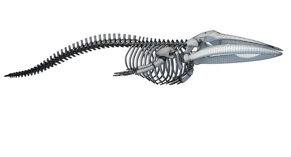 Fin Whale Skeleton - 3D Models – 3D Horse